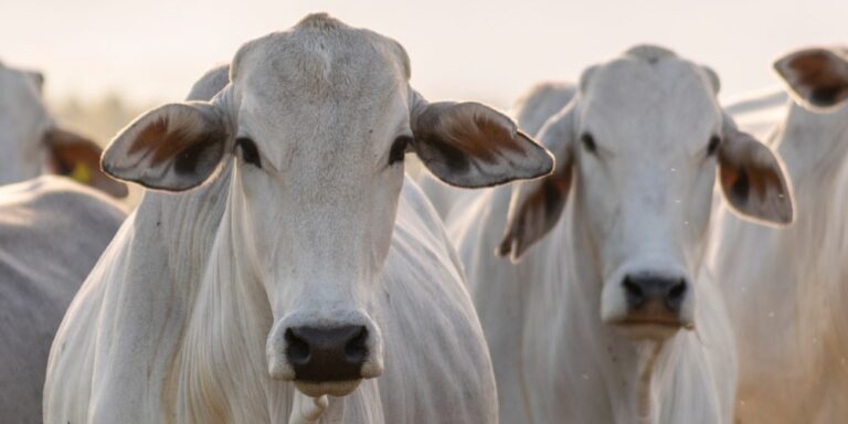 Higiene-em-Frigoríficos